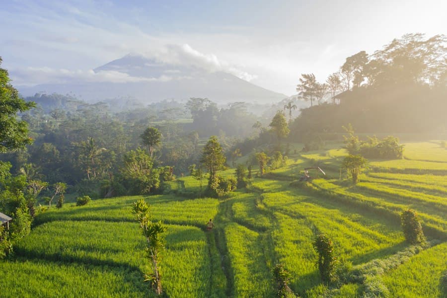 A person walking through bright green rice terraces below a misty mountain at dawn, Bali — CautaVacanta.ro